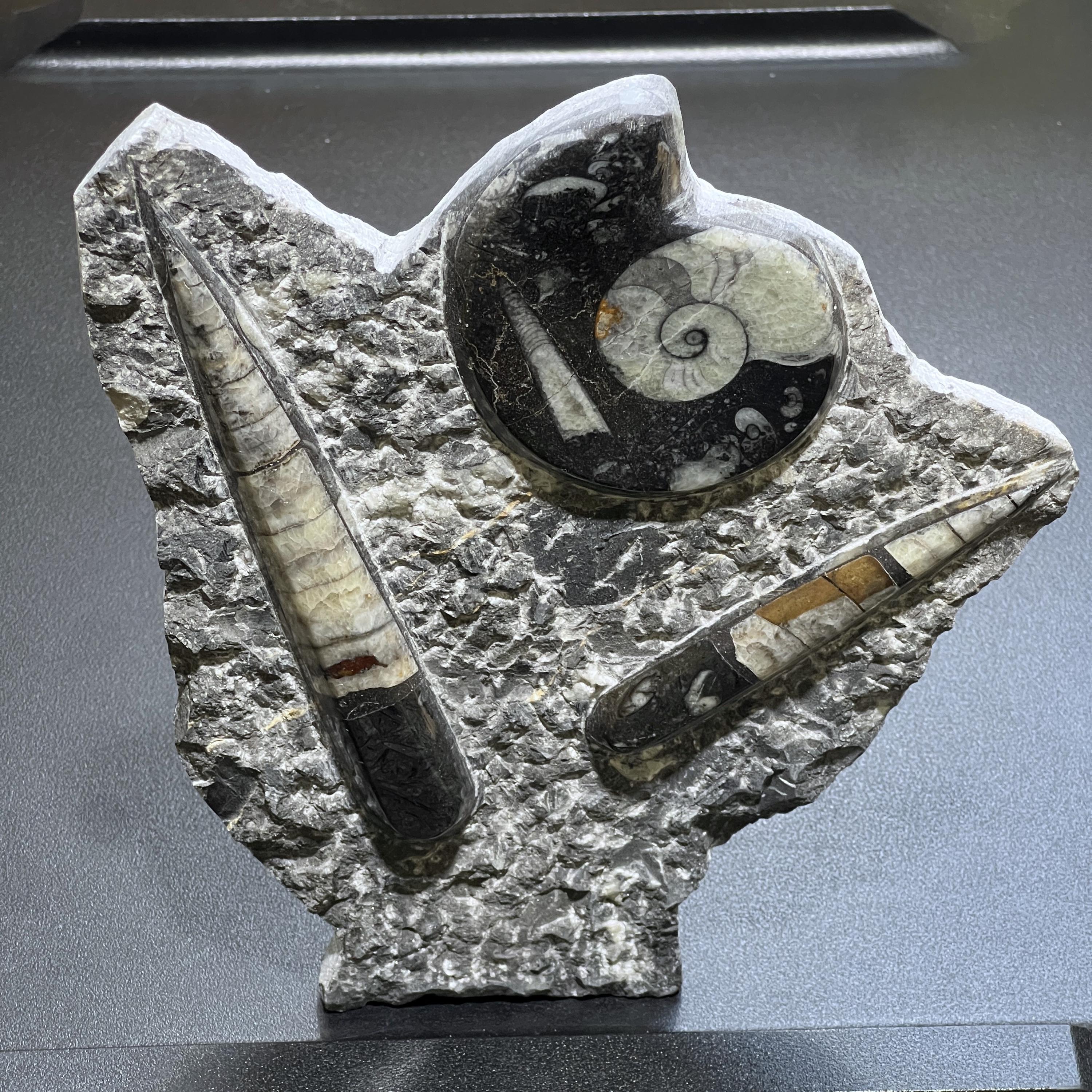化石 オルソセラス アンモナイト オルソセラスとアンモナイトの化石石彫刻ディスプレイ用天然本物化石