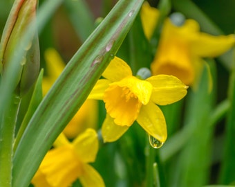 Fine Art Photography Print, Flower Photography, Yellow Daffodil with dew drops, Nature Photography, "Rise and Shine"