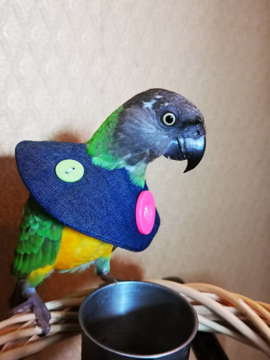 African Cloth Parrot Feather Plucking Treatment Quotes Type Bird