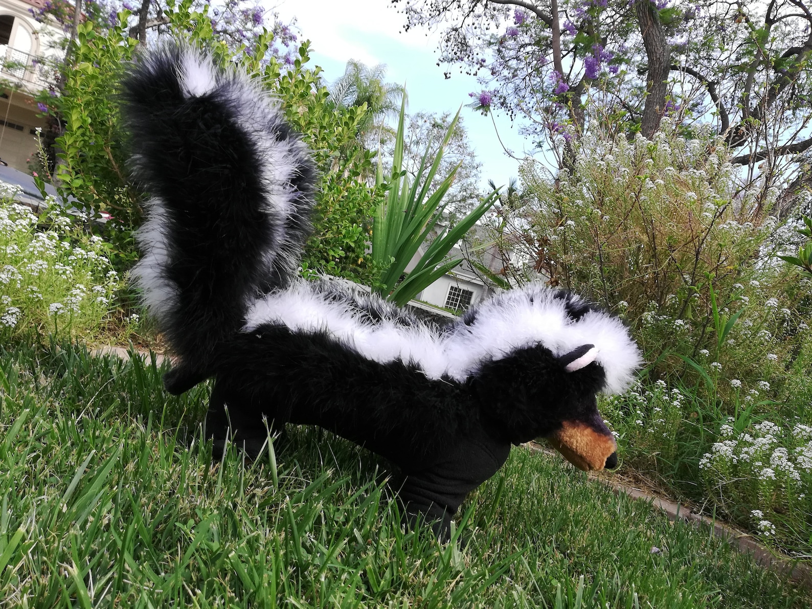 Dog Skunk Costume
 4 legged PJ style SKUNK costume for Small dogs