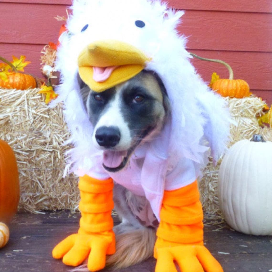 Crazy Chicken Costume for Dog LargeXXLarge by Cozy Pawz Etsy