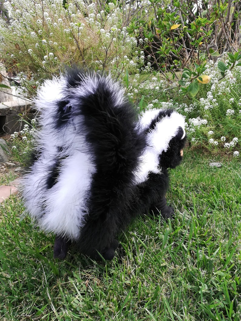 4 legged/ PJ style SKUNK costume for Small dogs | Etsy