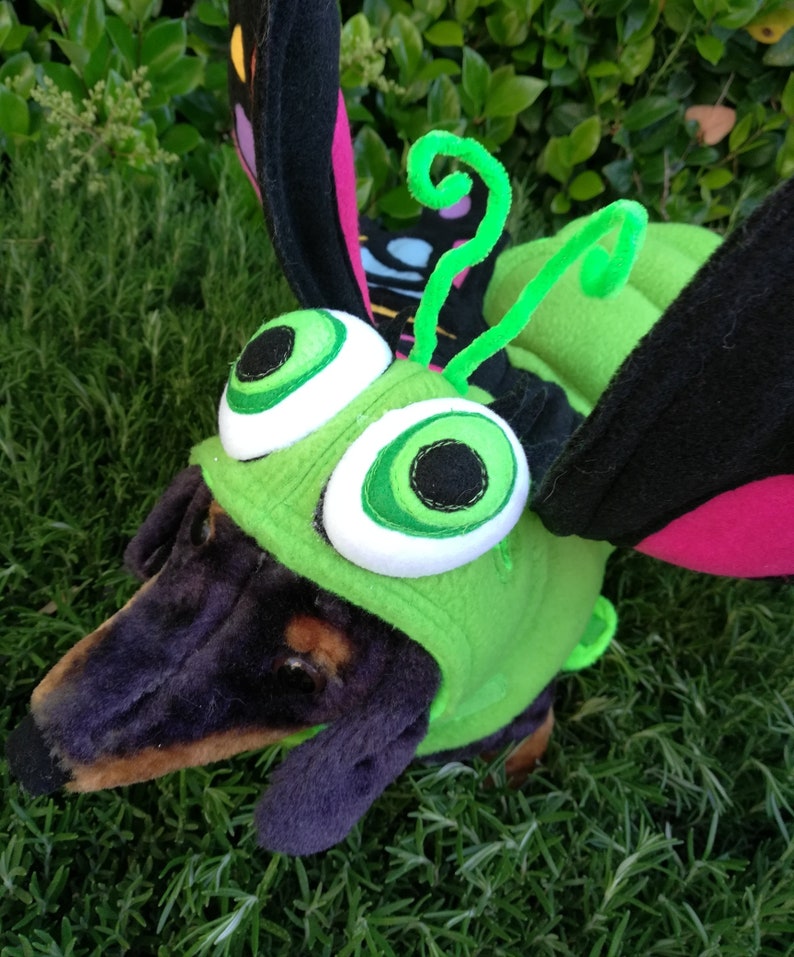 XLXXL-Party time Butterfly pet costume by TKCCOZYPAWZ