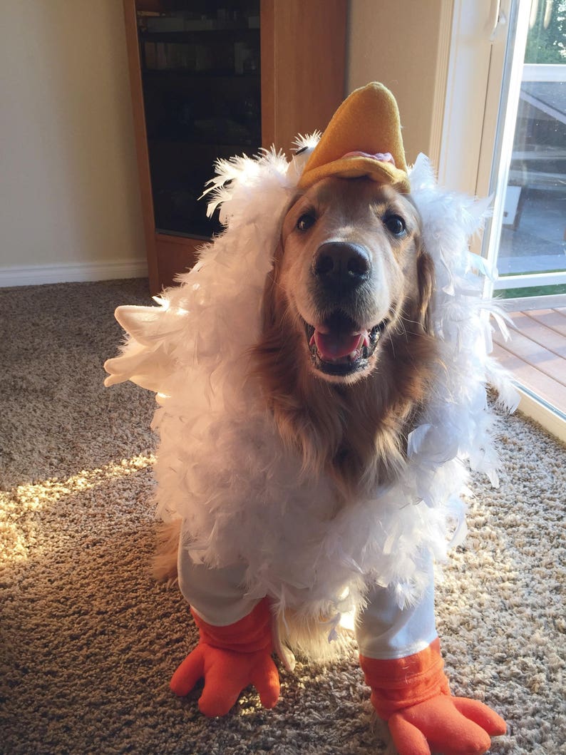 Crazy Chicken Costume for Dog LargeXXLarge by Cozy Pawz Etsy