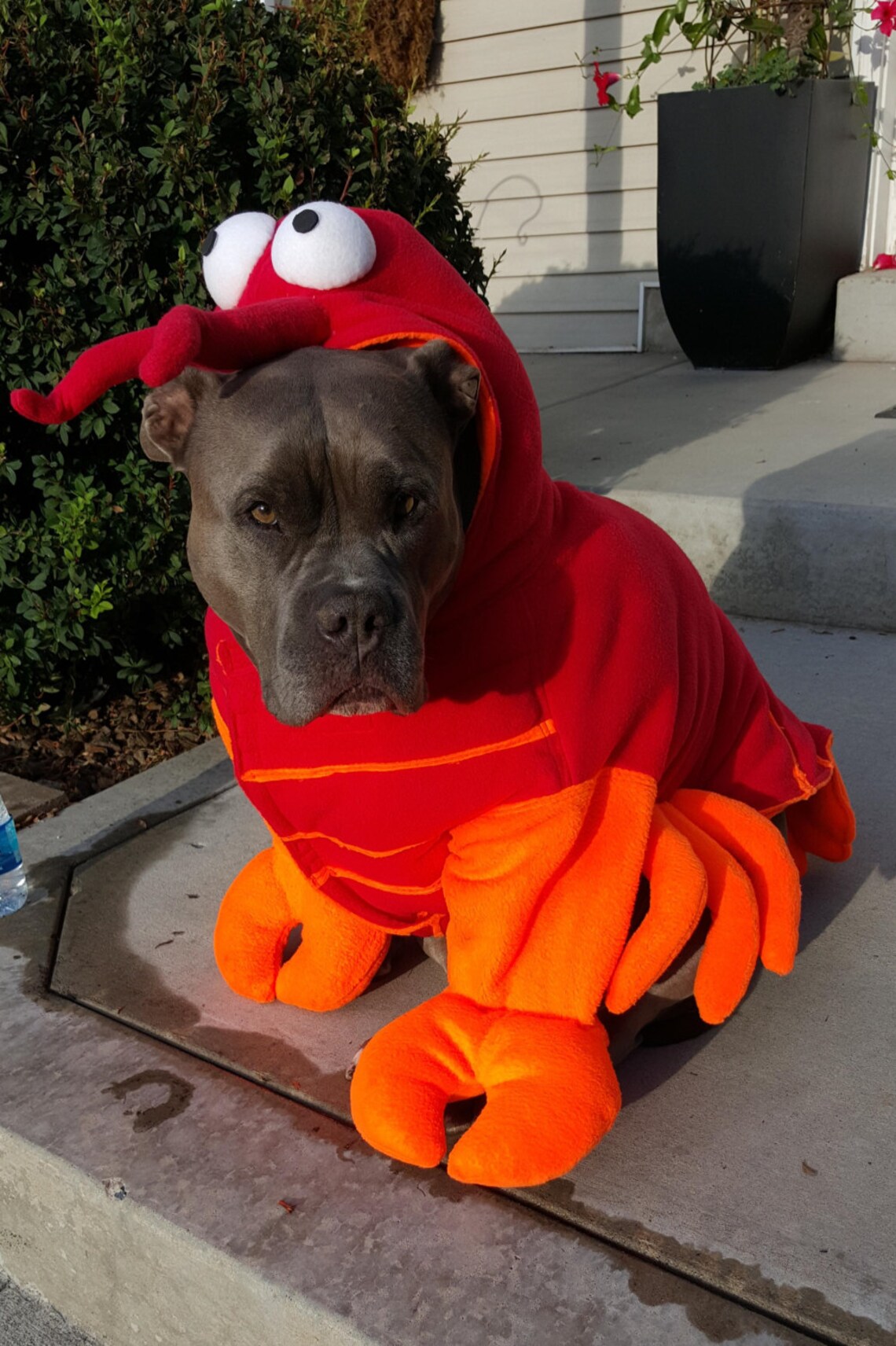 Lobster Costume for Dog X Largexxlarge by Cozy Pawz Etsy