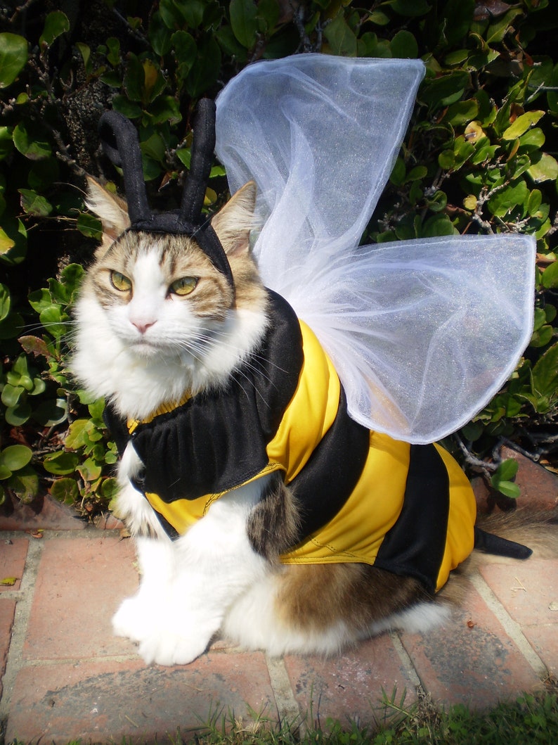 Картинки cat bee