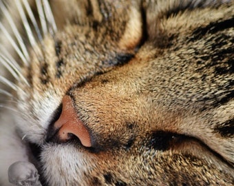 Sleeping Cat Photo - Digital Download - Digital Photography - Wall Art - Printable Art - Cat Close Up