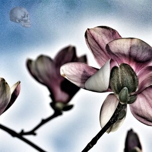 Pink Flowers Photo - Digital Photography - Digital Download - Printable Art - Wall Art - Flora Art - Abstract Art