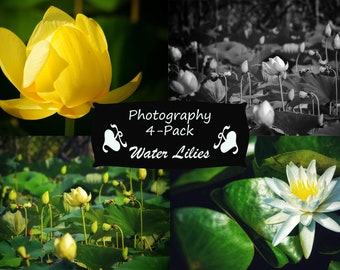 Digital Photography Set - 4-Pack - Water Lily - Flower Photography - Digital Download - Lily Pictures - Wall Art - Stock Photos
