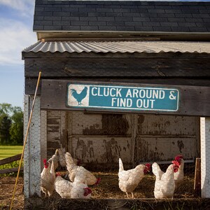 K&ouml;nnte beinhalten: Ein rustikaler Holzstall mit einem blauen Schild, auf dem "Cluck Around & Find Out" steht.  Wei&szlig;e H&uuml;hner befinden sich im Stall.