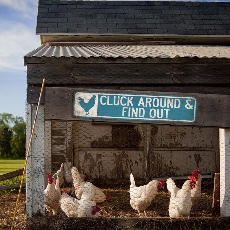 K&ouml;nnte beinhalten: Ein rustikaler Holzstall mit einem blauen Schild, auf dem "Cluck Around & Find Out" steht.  Wei&szlig;e H&uuml;hner befinden sich im Stall.