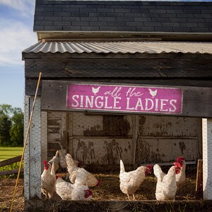 Pu&ograve; includere: Un cartello di legno rosa con lettere bianche che recita "all the single ladies" &egrave; appeso sopra un pollaio.  Ci sono galline bianche all'interno del pollaio.
