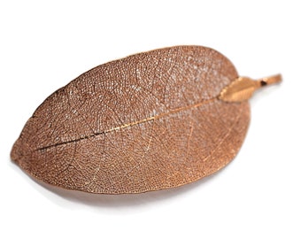 Könnte beinhalten: Ein zartes, kupferfarbenes Blatt mit filigranen Adern, das an ein Skelettblatt erinnert. Das Blatt ist vor einem weißen Hintergrund isoliert.