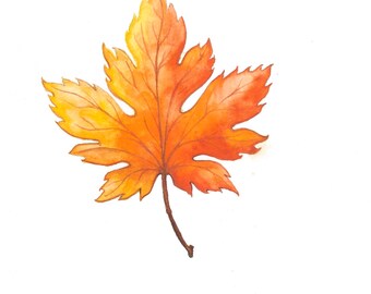 Falling- Maple Leaf