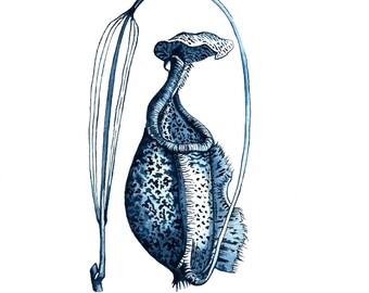 Pitcher Plant (Nepenthes ‘Miranda’)
