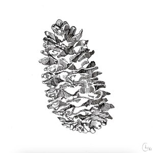 Può includere: Un disegno dettagliato in bianco e nero di una pigna.