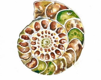 Nautilus