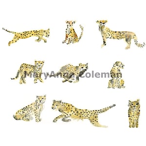 Cheetahs