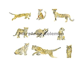 Cheetahs