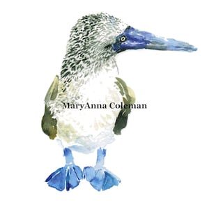 Blue Footed Booby #2