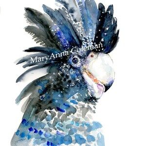 Toucan