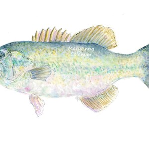 Bass