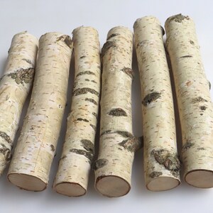 Set of 5 White Birch Stems 7, Natural Birch Logs, Birch Branch Craft image 2