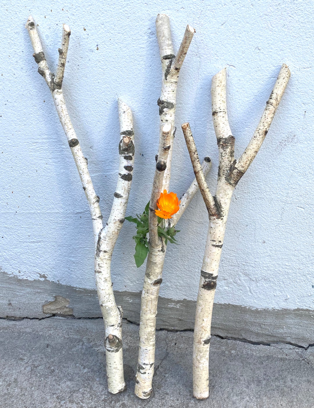 Set of 3 Dried Birch Branches 19 White Forced Birch Etsy