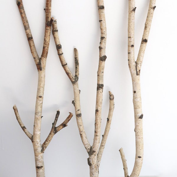 Ensemble de 3 branches de bouleau séchées 20", branches de bouleau forcé blanches, décor de forêt naturelle
