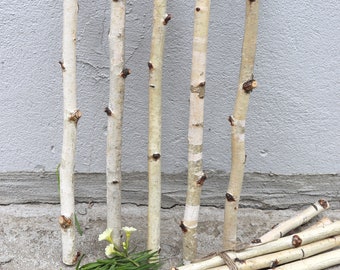 Set of 5 Birch Branches 14", White Birch Sticks, Natural Decor