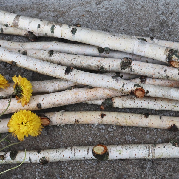 Set of 7 Small Birch Sticks 6.5", White Birch Branches, Natural Forest Decor