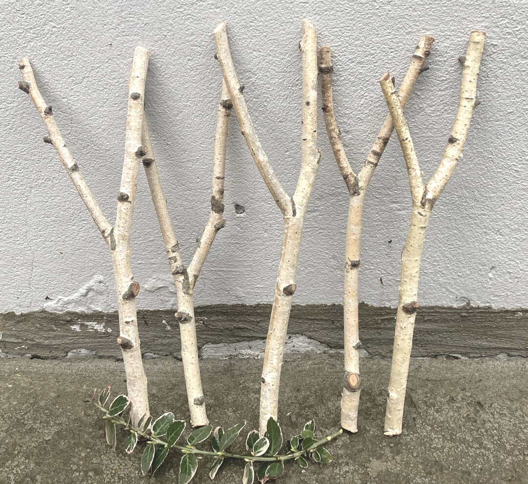 Set of 5 White Birch Branches Natural Dried Birch Branches Etsy