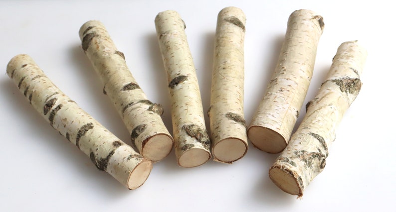 Set of 5 White Birch Stems 7, Natural Birch Logs, Birch Branch Craft image 4