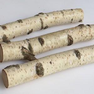 Set of 5 White Birch Stems 7, Natural Birch Logs, Birch Branch Craft image 3