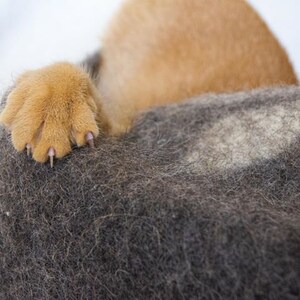 May include: A close-up of a brown and white furry dog paw resting on a dark grey fuzzy surface.