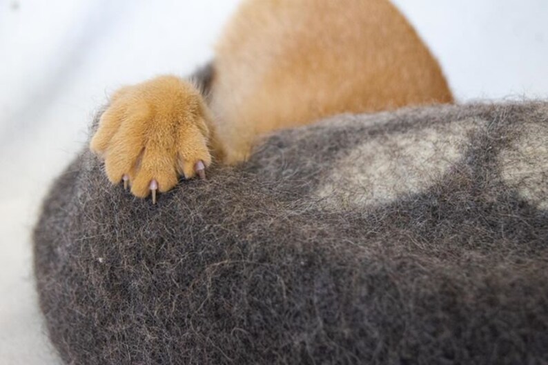 May include: A close-up of a brown and white furry dog paw resting on a dark grey fuzzy surface.