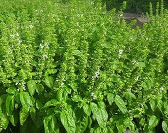 SEEDS Basil Basil Ocimum basilicum Blanca/ Basil Seeds Heirloom Seeds, Medicinal Herb, Culinary Herb, Open Pollinated, Non-GMO