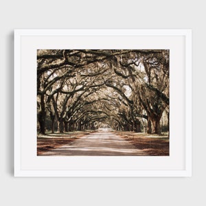 Spaans mos bij Wormsloe | Savannah, Georgië | Kunstfotografie oostkust | Minimale wanddecoratie | Liggende afdruk