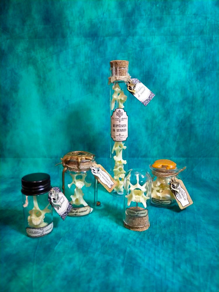 Tube , Dôme ou Flacon en Verre avec Vertèbres de Renard Cabinet Curiosités
