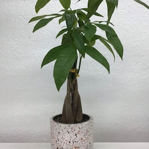 Pachira Money tree