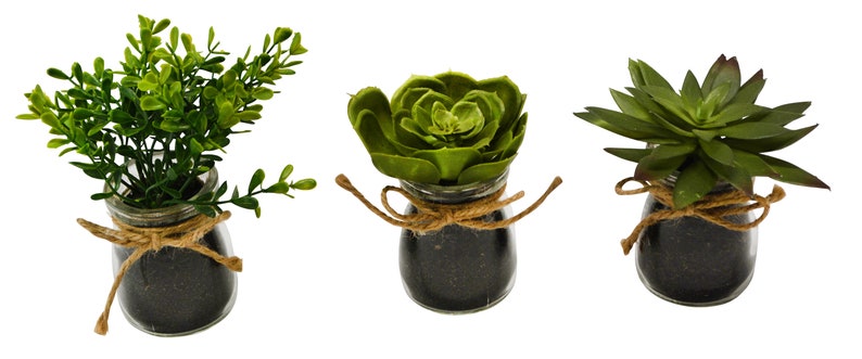 5 Succulent Boxwood With Glass Vase Pack Of 6 Etsy