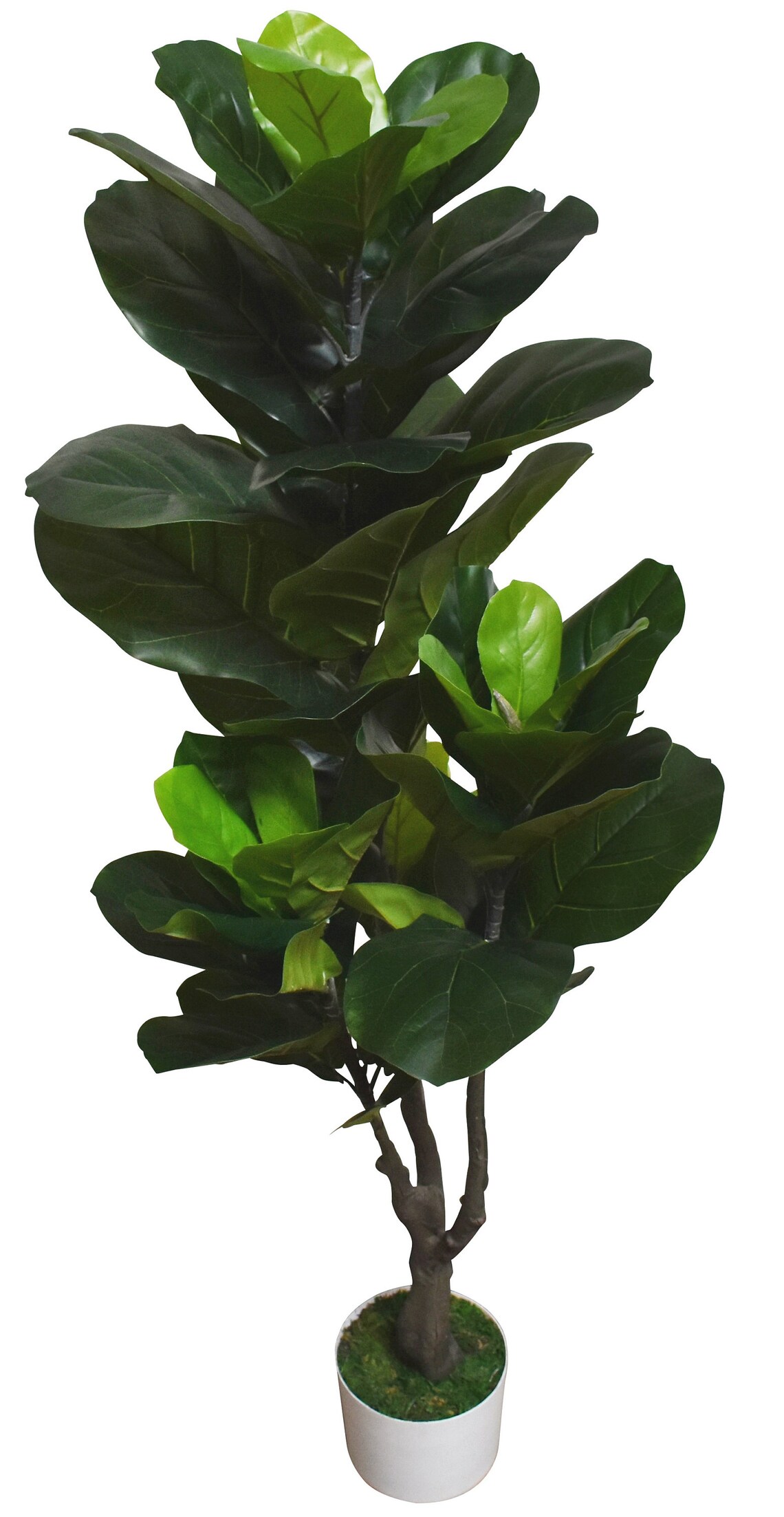fig tree in white pot