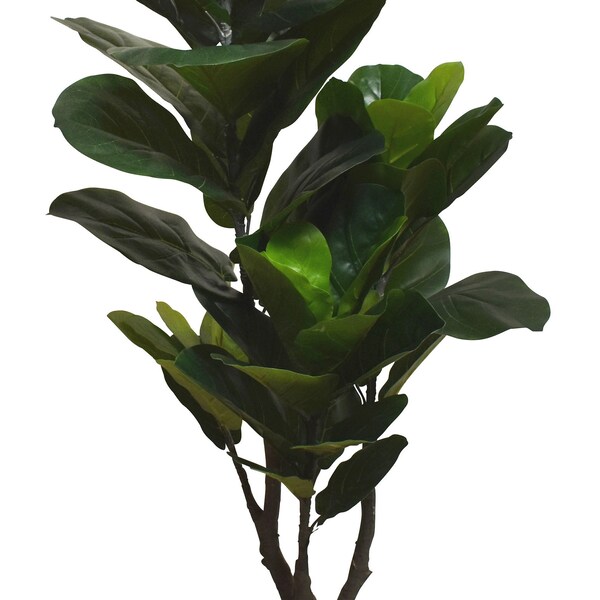 Fiddle Leaf Fig Tree Etsy