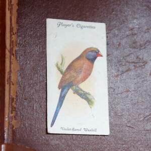 Vintage, John Player's, colecionável, cartão de cigarro, 1933, aviário e pássaros em gaiola, nº 43, bico de cera com orelhas violetas, década de 1930, retrô, presente, marido
