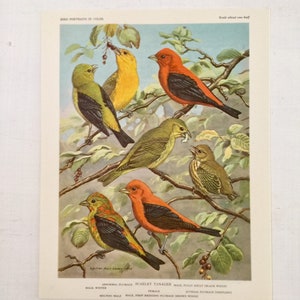 Walter Weber Bird Print, Scarlet Tanager Birds Vintage Prints 1960