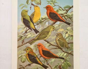 Walter Weber Bird Print, Scarlet Tanager Birds Vintage Prints 1960