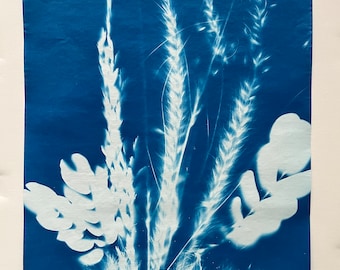 Original Botanical Art Cyanotype Print - Flower Cyanotype Print - Flores Azules