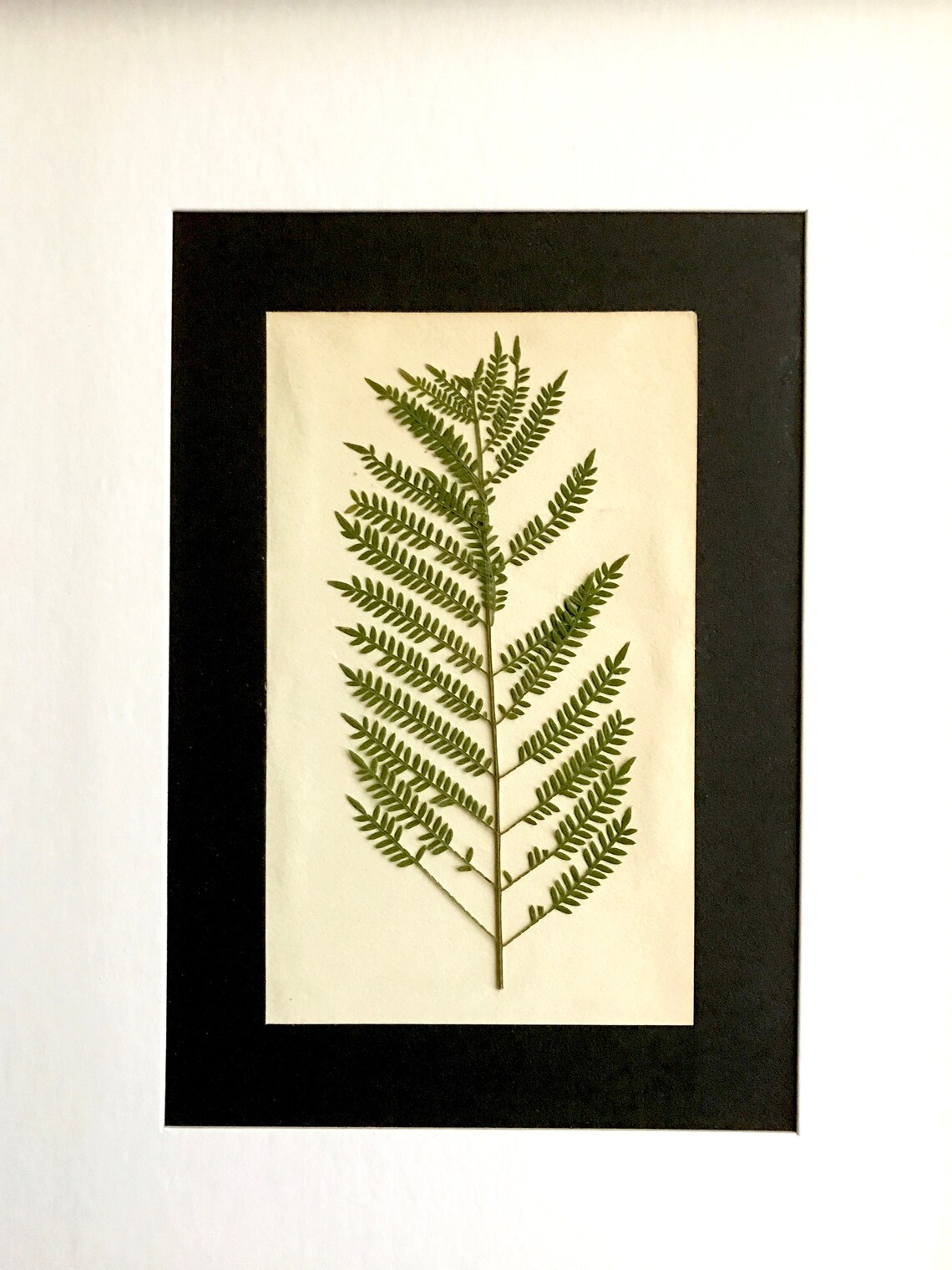 Herbarium Specimen Botanical Art Real Pressed Herbarium Etsy