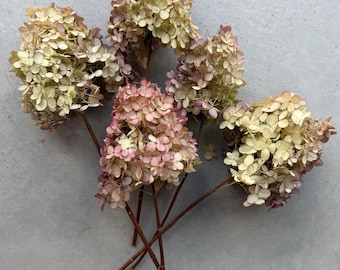 Greenish-Pink  Dried Hydrangeas (Cone Shape), 5 Stems