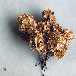 May include: Dried hydrangea flower heads in shades of tan and brown, with slender brown stems. The floral arrangement is set against a light gray background, with a single fallen leaf in the lower left corner. A natural, rustic aesthetic.
